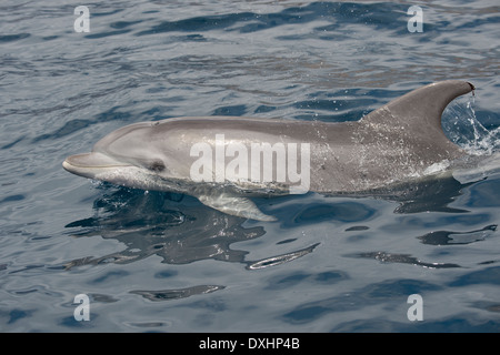 Comune di delfini Bottlenose (Tursiops truncatus) animale adulto di riporto. La Gomera, isole Canarie, Oceano Atlantico. Foto Stock