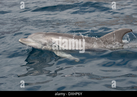 Comune di delfini Bottlenose (Tursiops truncatus) animale adulto di riporto. La Gomera, isole Canarie, Oceano Atlantico. Foto Stock