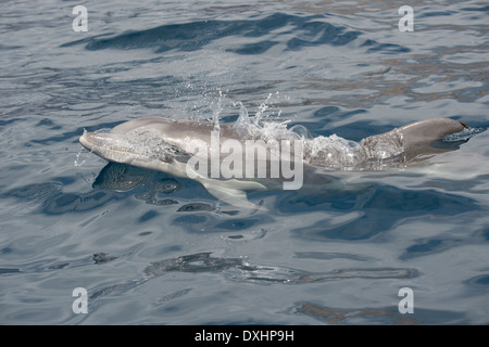 Comune di delfini Bottlenose (Tursiops truncatus) animale adulto di riporto. La Gomera, isole Canarie, Oceano Atlantico. Foto Stock