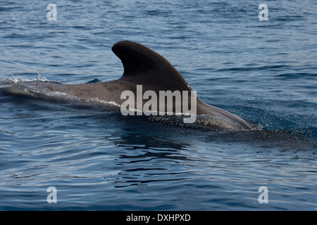A breve alettato di balene pilota (Globicephala macrorhynchus), pavimentazione, che mostra i contrassegni & enorme pinna dorsale. La Gomera, isole Canarie. Foto Stock