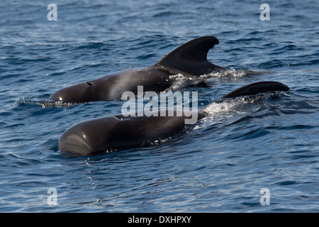 A breve alettato balene pilota (Globicephala macrorhynchus), pavimentazione, che mostra i contrassegni. La Gomera, isole Canarie. Foto Stock