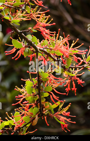 I fiori del cileno fire bush, Embothrium coccineum Foto Stock