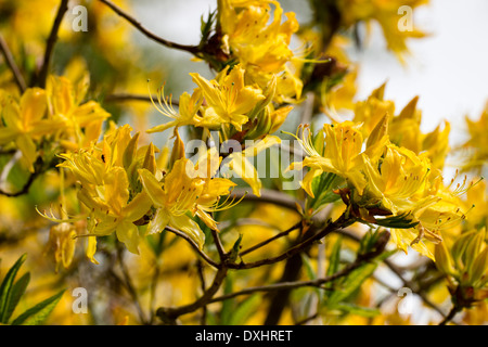 Il giallo di azalee e rododendri luteum, in un giardino di Cornovaglia Foto Stock