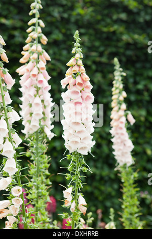 Arrossire al bianco foxglove fiori in piena fioritura in un giardino inglese. Foto Stock