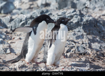 Adelie Pinguini, Pygoscelis adeliae a scogliere di robbia, Suspiros Bay, all'estremità occidentale di Joinville Isola, Antartide Foto Stock
