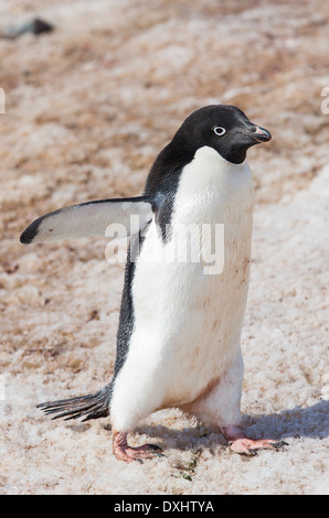 Adelie Pinguini, Pygoscelis adeliae a scogliere di robbia, Suspiros Bay, all'estremità occidentale di Joinville Isola, Antartide Foto Stock