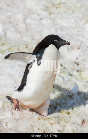 Adelie Pinguini, Pygoscelis adeliae a scogliere di robbia, Suspiros Bay, all'estremità occidentale di Joinville Isola, l'Antartide. Foto Stock