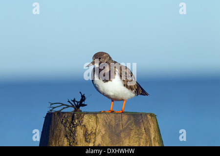 Turnstone Arenaria interpres poggiante sulla struttura di frangionde con alta marea Foto Stock