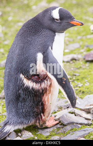 Un pinguino Gentoo al punto di Hannah su Livingston isola nel Sud delle Isole Shetland, Antartico è un enorme gash, Foto Stock