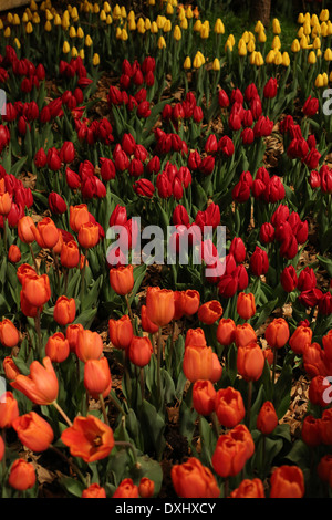 Multi tulipani colorati che cresce a una mostra del fiore. Foto Stock