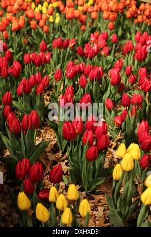 Multi tulipani colorati che cresce a una mostra del fiore. Foto Stock