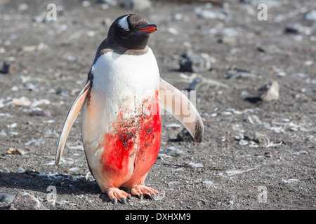 Un pinguino Gentoo al punto di Hannah su Livingston isola nel Sud delle Isole Shetland, Antartico è un enorme gash Foto Stock