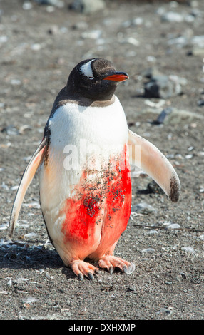 Un pinguino Gentoo al punto di Hannah su Livingston isola nel Sud delle Isole Shetland, Antartico è un enorme gash Foto Stock