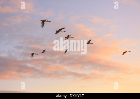 Cigni battenti in v-formazione durante il sorgere del sole. Foto Stock