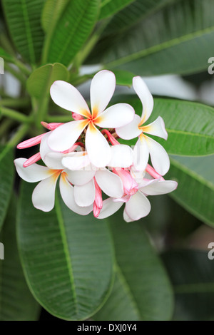 White plumeria fiore su albero nel giardino. Foto Stock