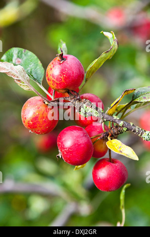 Primo piano della Crab Apple frutti su un albero in un giardino di Cheshire Alsager Cheshire England Regno Unito Regno Unito Foto Stock