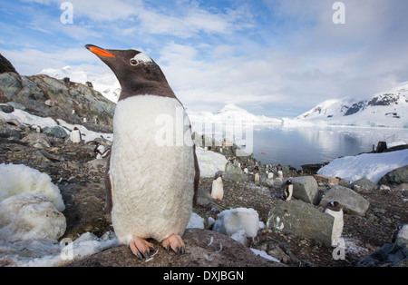 I pinguini Gentoo tra scenari costieri mozzafiato in Paradise Bay off Graham terra sulla penisola antartica. Foto Stock