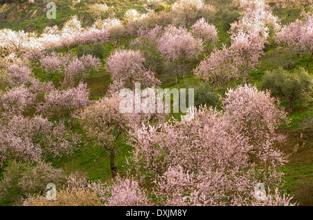 Spagna Andalusia mandorli in fiore Foto Stock