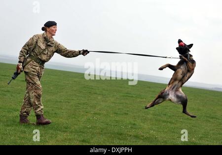 Esercito gestore del cane e cane, Cpl Kelly Wolstencroft gestore del cane con Tran, England, Regno Unito Foto Stock