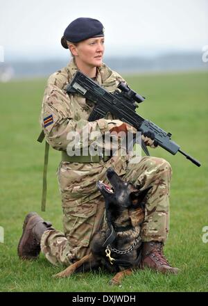 Esercito gestore del cane e cane, Cpl Kelly Wolstencroft gestore del cane con Tran, England, Regno Unito Foto Stock