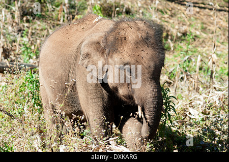 L'elefante nella cornfield sulle colline intorno a Huay Pakoot nel nord della Thailandia. Foto Stock