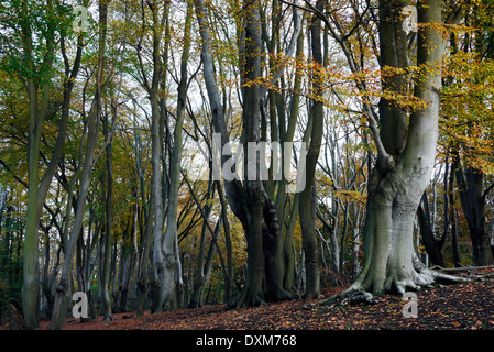 Gli alberi di faggio nella foresta di Epping, Epping, Essex, Inghilterra, Regno Unito Foto Stock