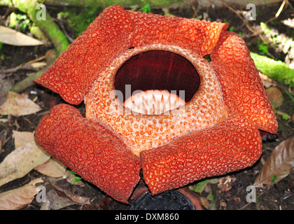 Rafflesia keithii immagini e fotografie stock ad alta risoluzione - Alamy