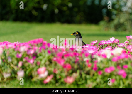 Myna comune e aiuola Foto Stock