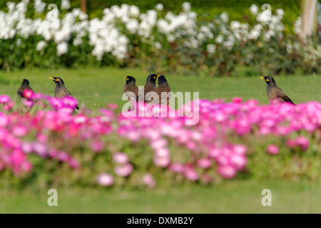 Myna comune e aiuola Foto Stock