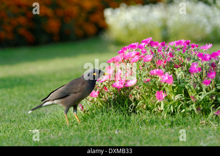 Myna comune e aiuola Foto Stock