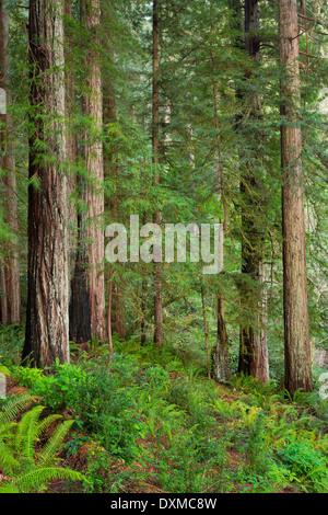 La più settentrionale redwoods negli Stati Uniti sono lungo il litorale del sud, Oregon. Foto Stock