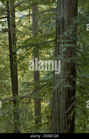 La più settentrionale redwoods negli Stati Uniti sono lungo il litorale del sud, Oregon. Foto Stock