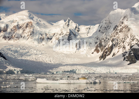 Guarnizione Crabeater, Lobodon carcinophaga su un iceberg in Paradise Bay, l'Antartide. Foto Stock