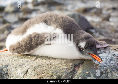 Un pinguino Gentoo chick in Paradise Bay, l'Antartide. Foto Stock