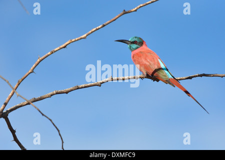 Northern Carmine Gruccione (Merops nubicus) appollaiato in un albero Lake Baringo - Kenya - Africa orientale Foto Stock