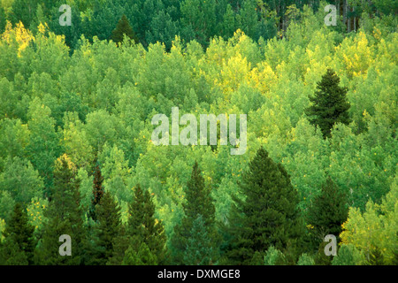 Inizio di caduta colori, Mount Zirkel Wilderness Area, Colorado, STATI UNITI D'AMERICA Foto Stock