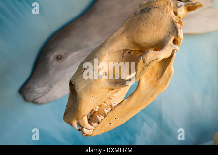 Guarnizione di Leopard, Hydrurga leptonyx, lo scheletro, Museo Acatushún, Estancia Harberton, Tierra del Fuego, Argentina. Foto Stock
