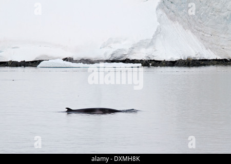 L'Antartide balene, le balene di Minke antartico, Balaenoptera bonaerensis. Minke whale pinna dorsale. Foto Stock
