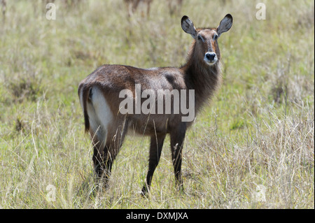 Der Wasserbock (Kobus ellipsiprymnus), Foto Stock
