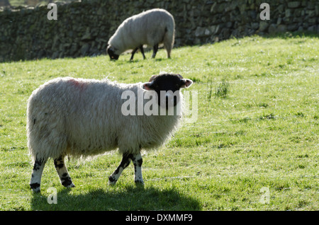 Blackface pecore in un soleggiato Campo pennini Foto Stock