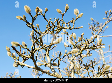 Un bellissimo albero gemme per la primavera Star Magnolia Foto Stock