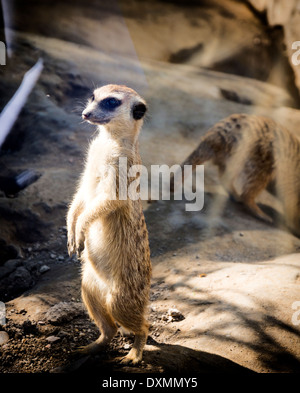 Piccolo e carino meerkat in zoo.Il fuoco selettivo sulla parte anteriore meerkat Foto Stock