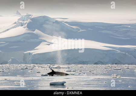 Le balene di Minke(Balaenoptera acutorostrata) alimentazione in stretto di Gerlache separando la Palmer Arcipelago Foto Stock
