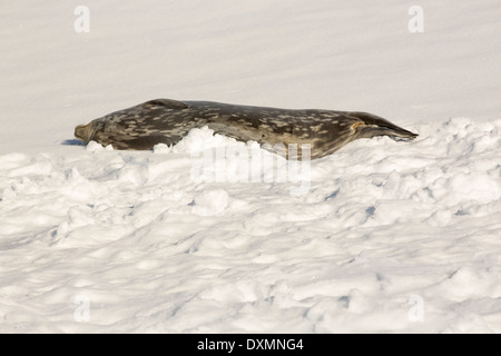 Una guarnizione di tenuta di Weddell, Leptonychotes weddellii, appoggiato sul ghiaccio nel fiordo Drygalski, Antartide. Foto Stock