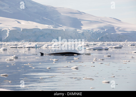 Le balene di Minke(Balaenoptera acutorostrata) alimentazione in stretto di Gerlache separando la Palmer Arcipelago Foto Stock