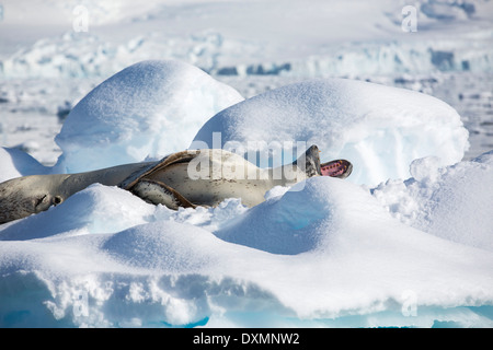 Una guarnizione di tenuta di Leopard (Hydrurga leptonyx) trasportata su un iceberg nel fiordo Drygalski, Foto Stock