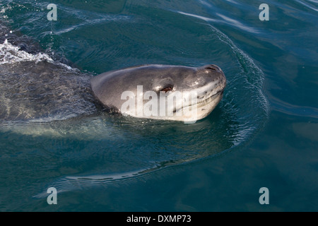 L'Antartide la fauna selvatica, leopard guarnizione (Hydrurga leptonyx) nuoto nella Penisola Antartica, Antartide Foto Stock