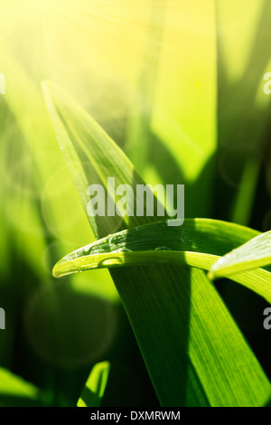 Background di design. Primavera o estate natura sfondo Foto Stock