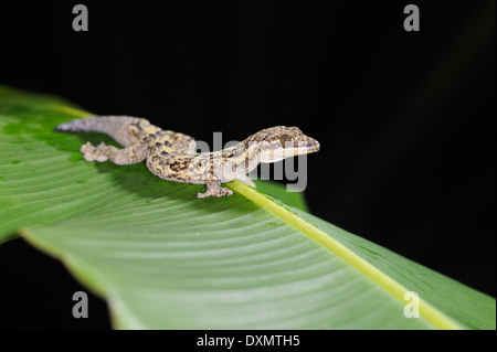 Una rapa-tailed Gecko su una foglia di banano in Costa Rica. Foto Stock