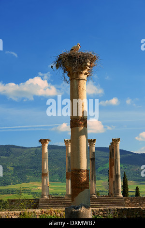 Le colonne corinzie del Tempio Capitolino, Volubilis Sito Archeologico, vicino a Meknes, Marocco Foto Stock